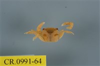 藏品(平背蜞)的圖片